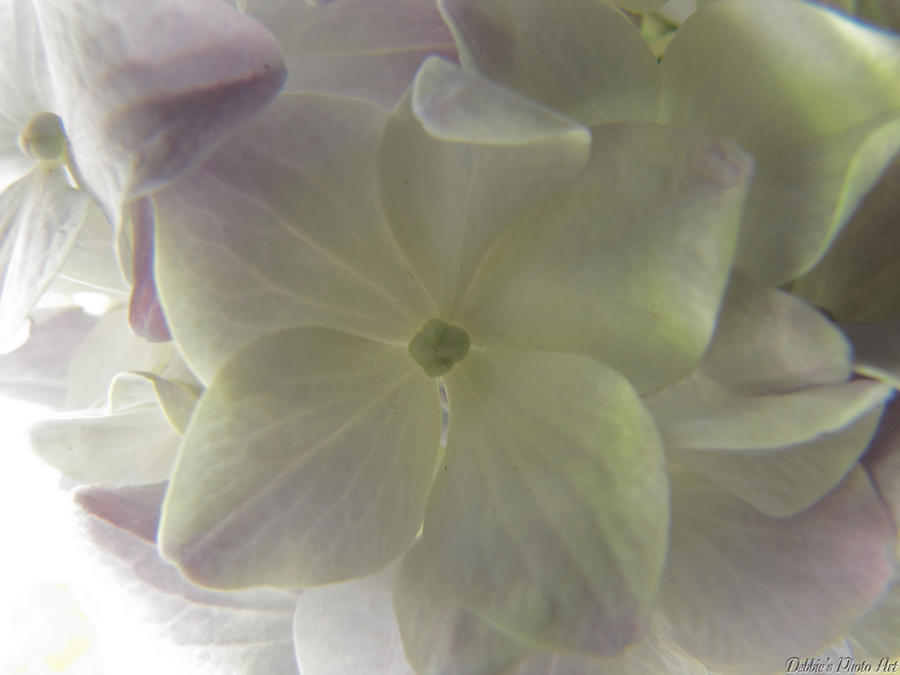 Flower Photograph - Softly lit Hygrangea bloom by Debbie Portwood