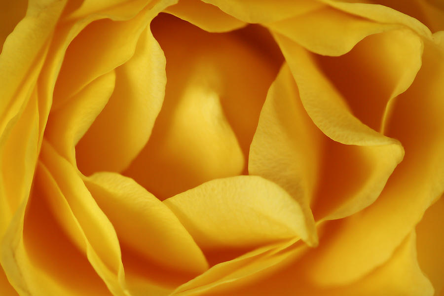 Softness In Yellows Photograph