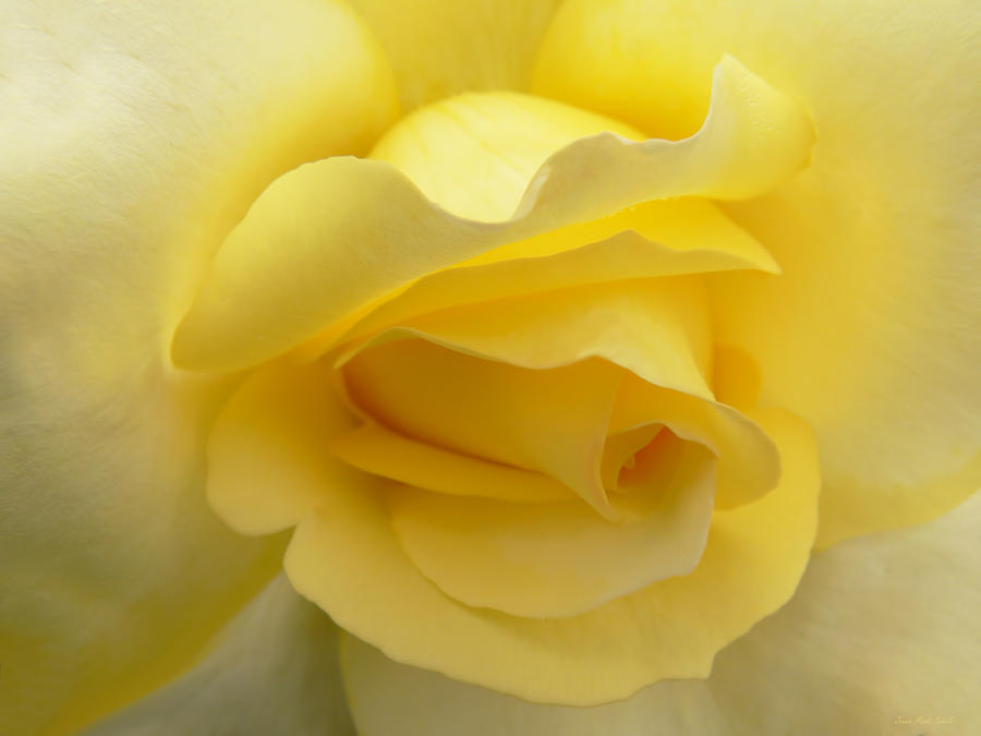 Summer Photograph - Softness of a Yellow Rose by Jennie Marie Schell