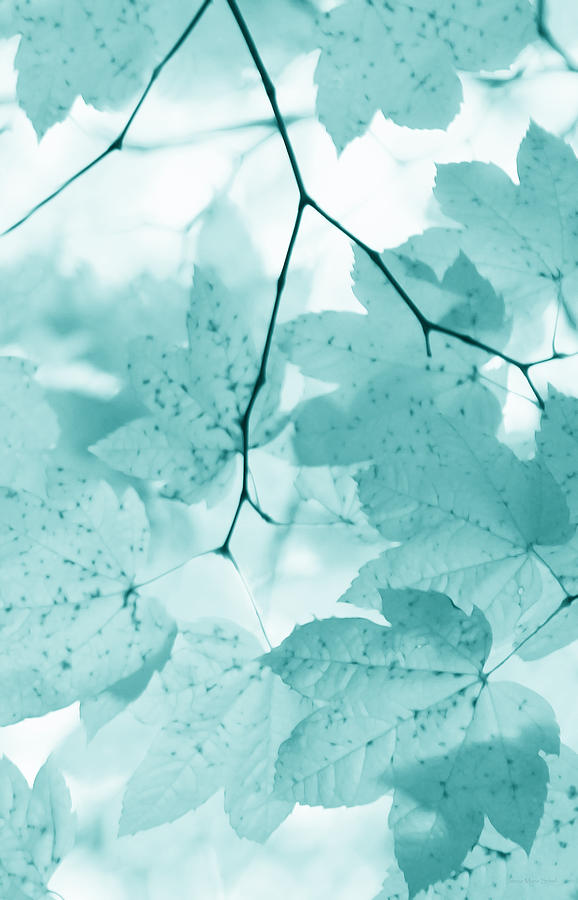Softness of Teal Maple Leaves Photograph by Jennie Marie Schell