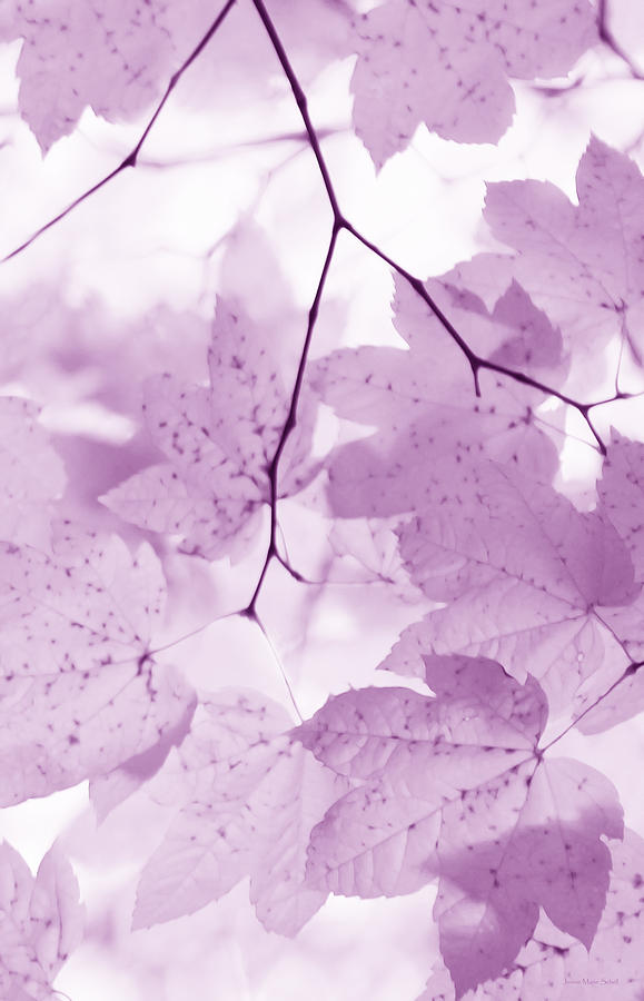 Nature Photograph - Softness of Violet Maple Leaves by Jennie Marie Schell