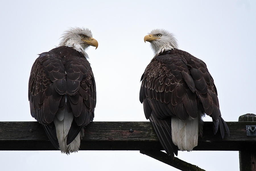 Soggy Eagle Pair Photograph by Wes and Dotty Weber