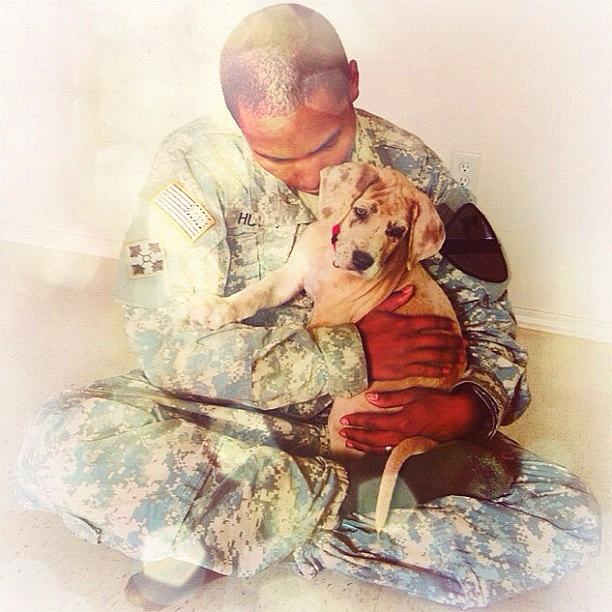 Fawn Photograph - Soldier and his Dog by Samantha Huynh