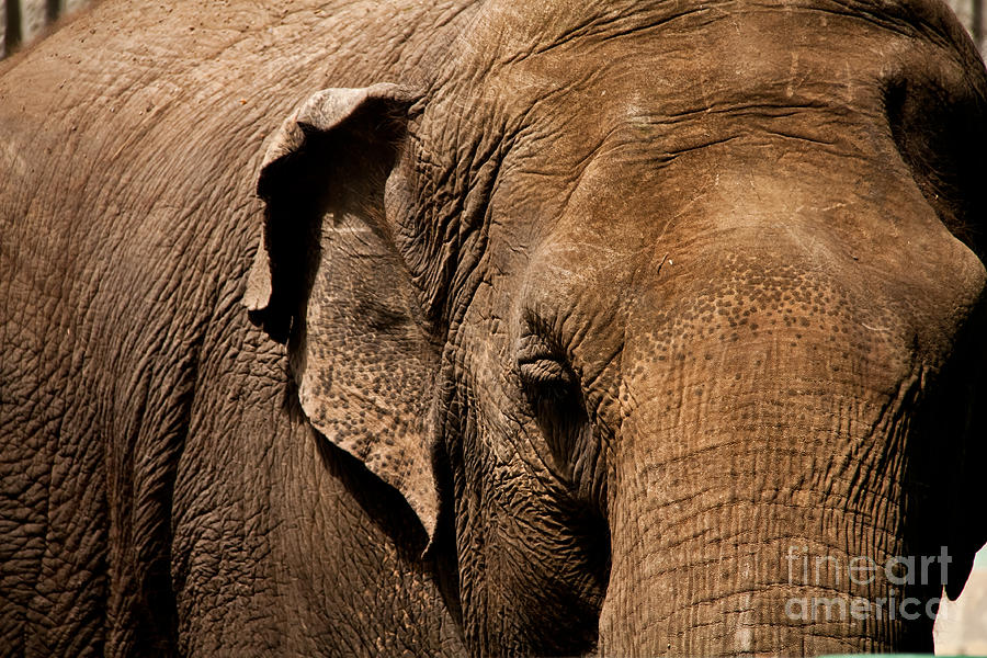 Nature Photograph - Solemn Elephant by Rachel Duchesne