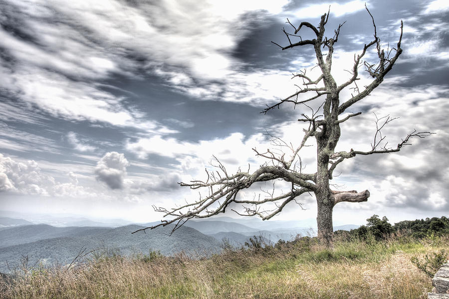 Mountain Photograph - Solemn Tree by Michael Clubb