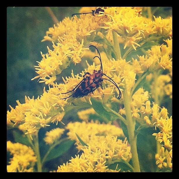 Nature Photograph - Solidago + Beetles by Derek M