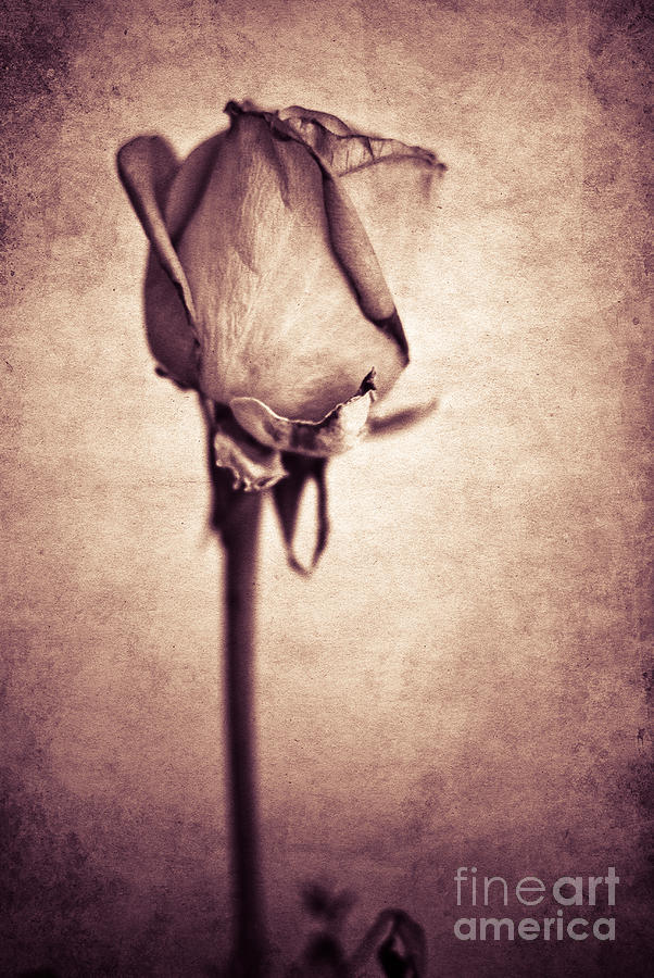 Solitaire Rose 1.0 Photograph by Yhun Suarez