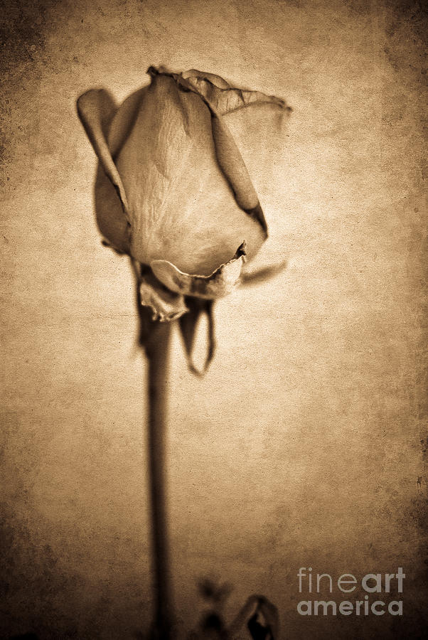 Solitaire Rose 2.0 Photograph by Yhun Suarez