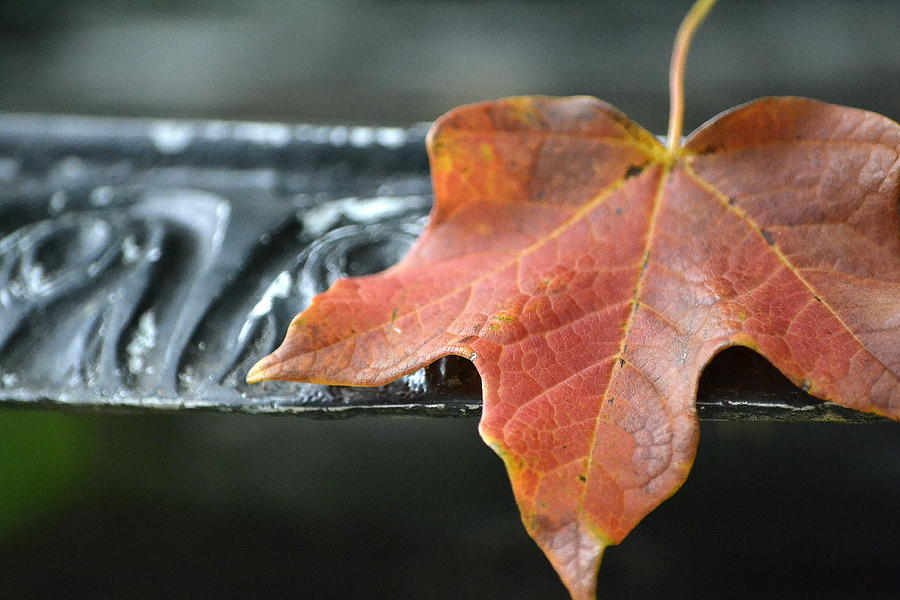 Solitary Leaf Photograph by Fraida Gutovich