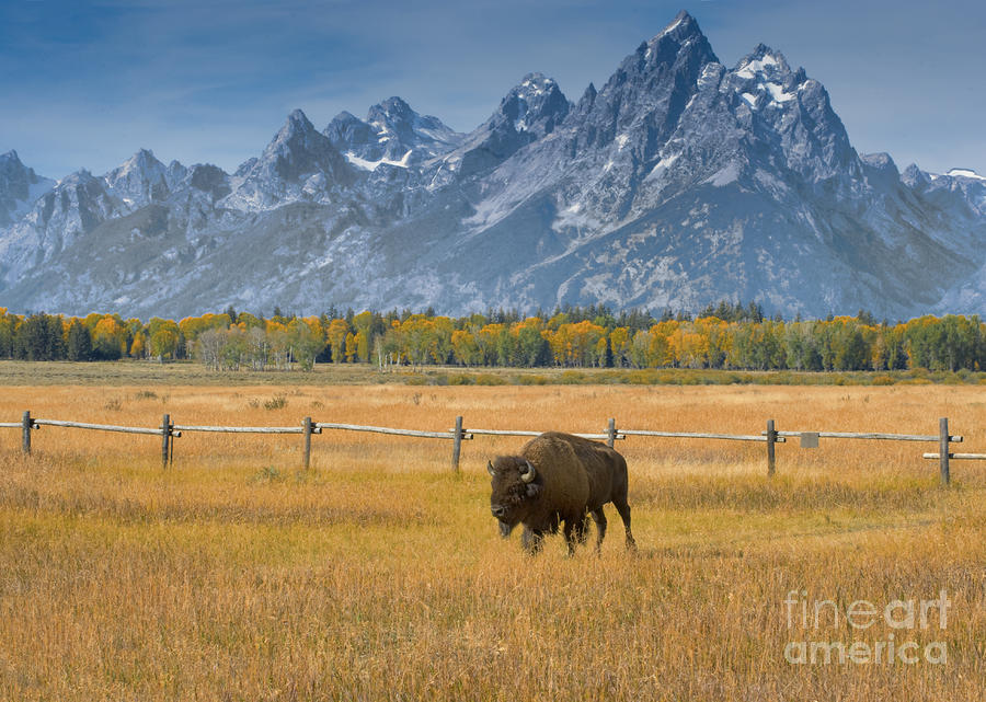 Bison Photograph - Solitary Moments by Sandra Bronstein