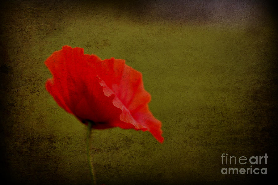 Solitary Poppy. Photograph by Clare Bambers
