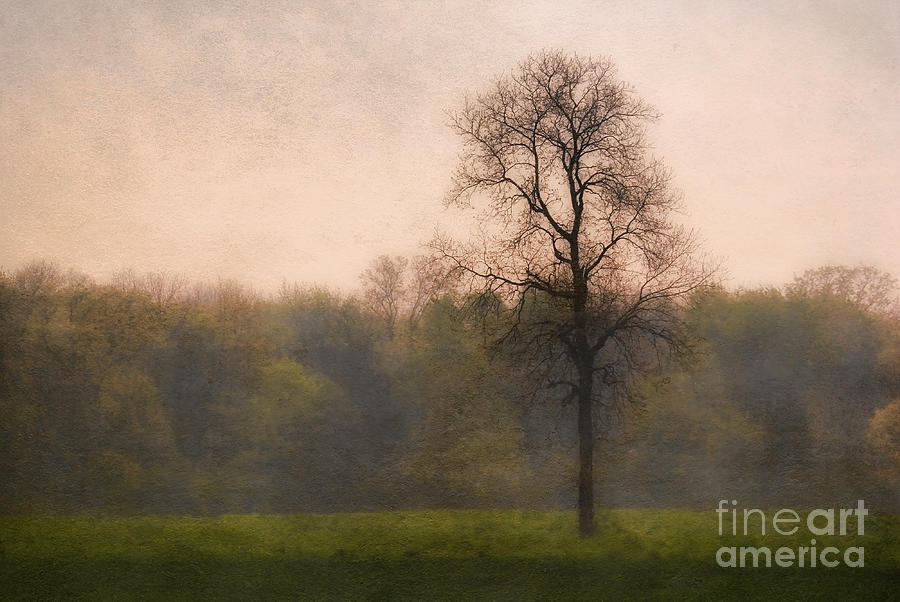 Tree Photograph - Solitary Sentinel by Clare VanderVeen