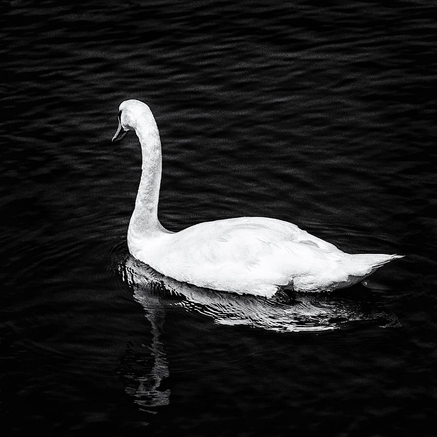 Solitary Swan Photograph by Kate Hannon