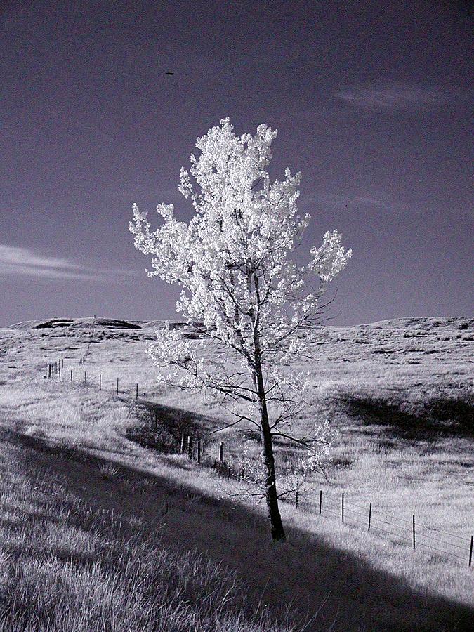 Solitary Tree Photograph by HW Kateley