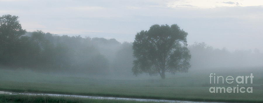 Solitary Tree Stands Firm in a Foggy Field After an Early Evening Rain Shower - Landscape Photograph by Angela Rath