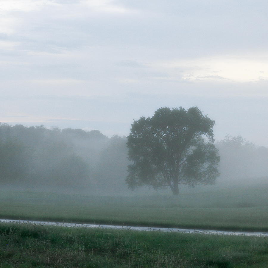 Solitary Tree Stands Firmly in a Foggy Field After an Early Evening Rain Shower - Square Photograph by Angela Rath