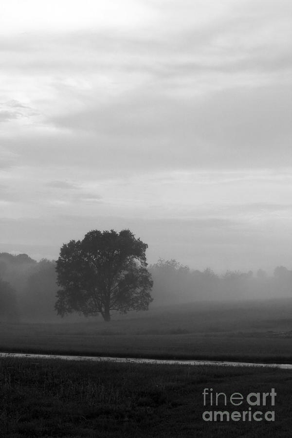 Solitary Tree Stands Firmly in a Foggy Field After an Early Evening Rain Shower in Black and White Photograph by Angela Rath