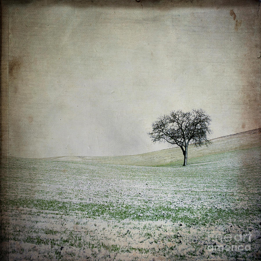 Winter Photograph - Solitary tree in winter. Auvergne. France. Europe by Bernard Jaubert