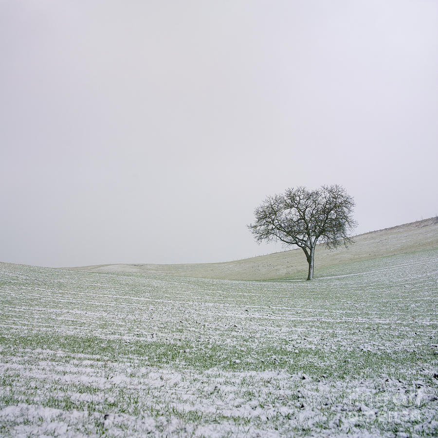 Winter Photograph - Solitary tree in winter by Bernard Jaubert