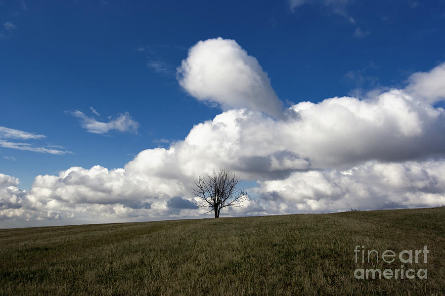 Solitary Tree Photograph by Michal Boubin