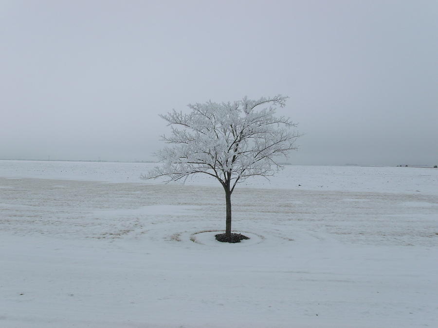 Black And White Photograph - Solitary White Tree  by Brian  Maloney