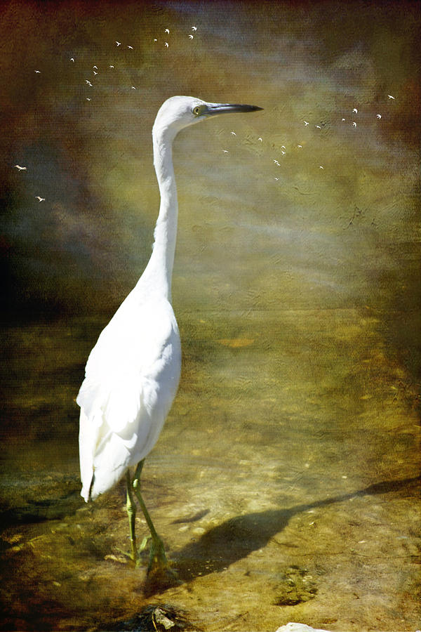 Solo Egret Photograph by John Rivera
