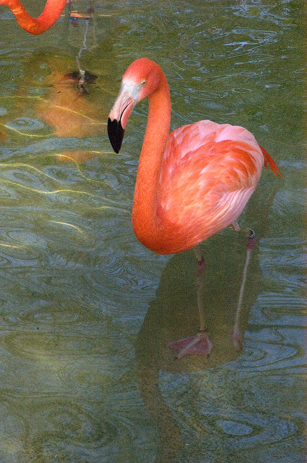 Solo Flamingo Photograph by Greg Kopriva