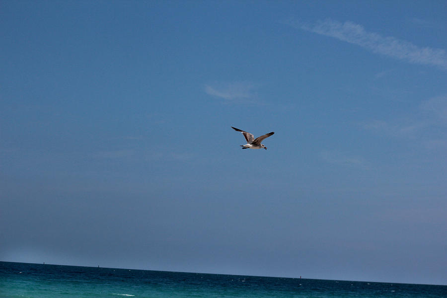 Beach Photograph - Solo Flight by Zahid Mian
