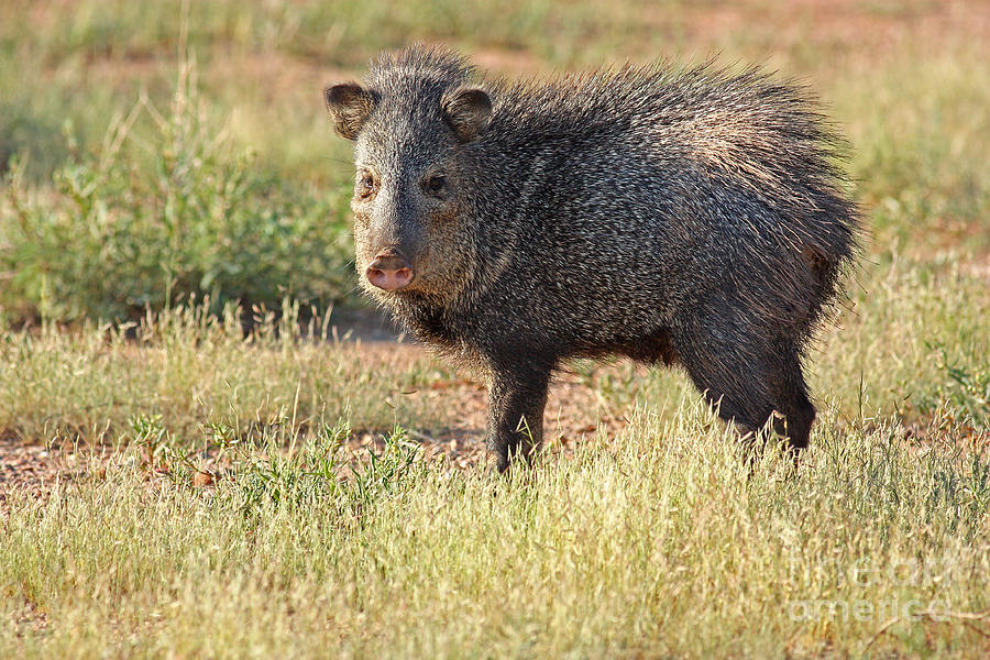 solo Javelina Photograph by David Cutts