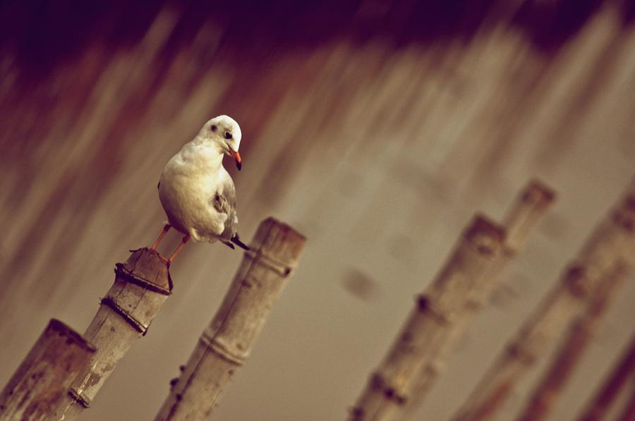 Seagull Photograph - Solo by Kornrawiee Miu Miu