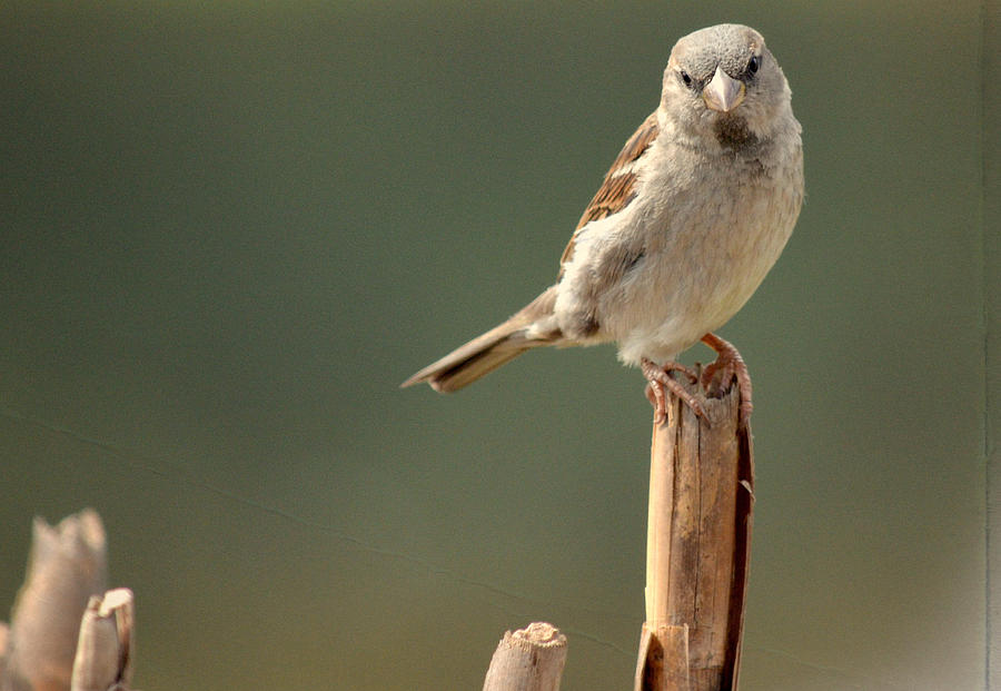 Solo Sparrow Photograph by Fraida Gutovich