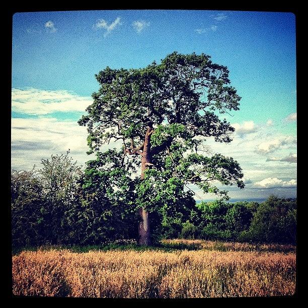 Nature Photograph - #solo-tree #tree #grass #trees #field by Miss Wilkinson