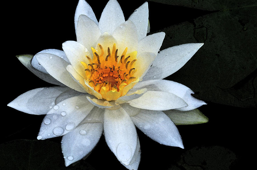 Solo Water Lily Photograph by Peter DeFina