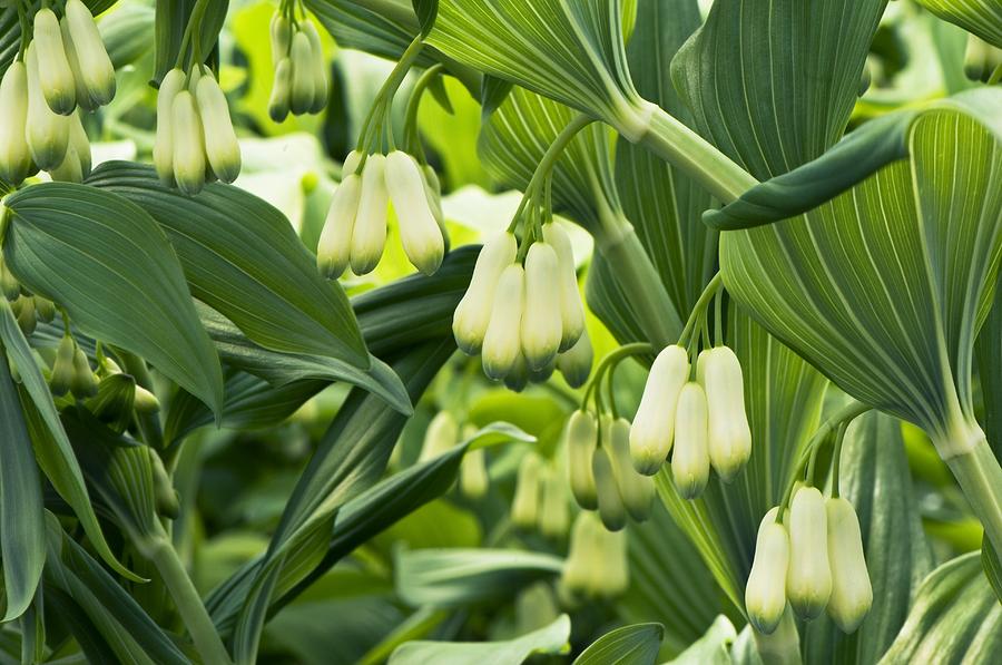 Solomon's Seal (polygonatum Giganteum) Photograph by Adrian Thomas ...