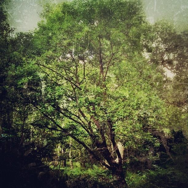 Vintage Photograph - #solo_tree #instanature #ig_nesia by Nikki Sheppard