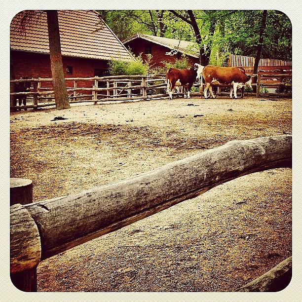 Cow Photograph - Some #cows At The #zoo by Wilbert Claessens