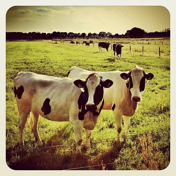 Cow Photograph - Some #cows by Wilbert Claessens