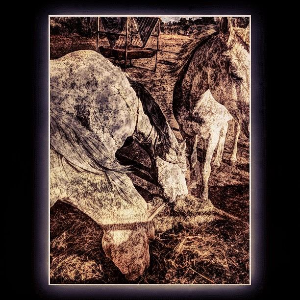 Some Horses - II Photograph by Paul Cutright