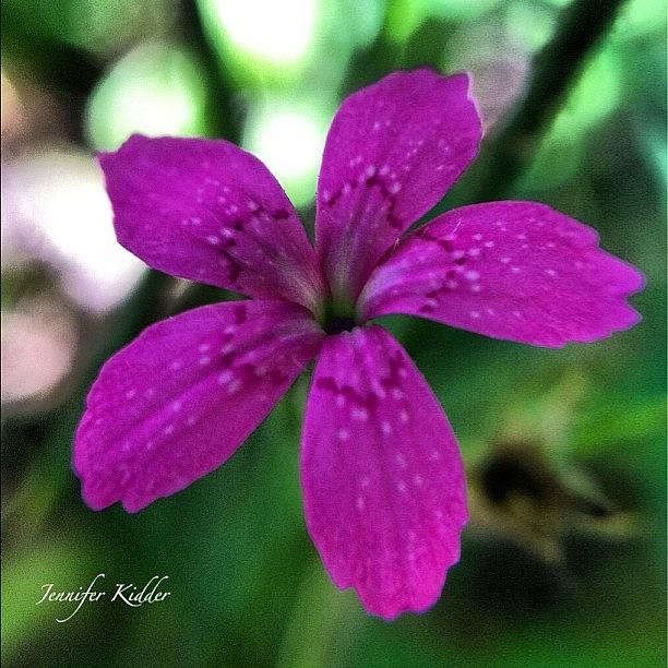 Igs Photograph - Some Kind Of Wildflower by Jennifer K