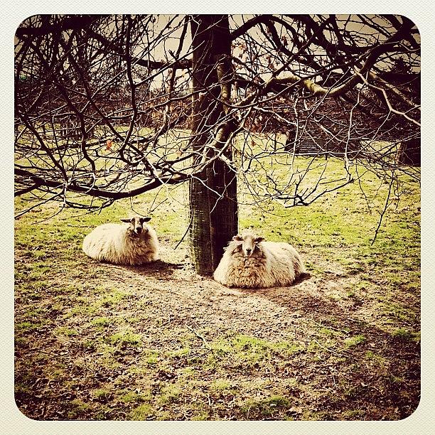 Animal Photograph - Some Sheep In #venray by Wilbert Claessens