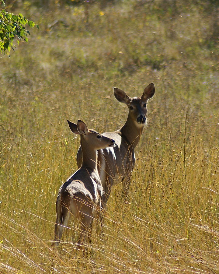 Some Very Deer Friends of Mine Photograph by Ben Upham III