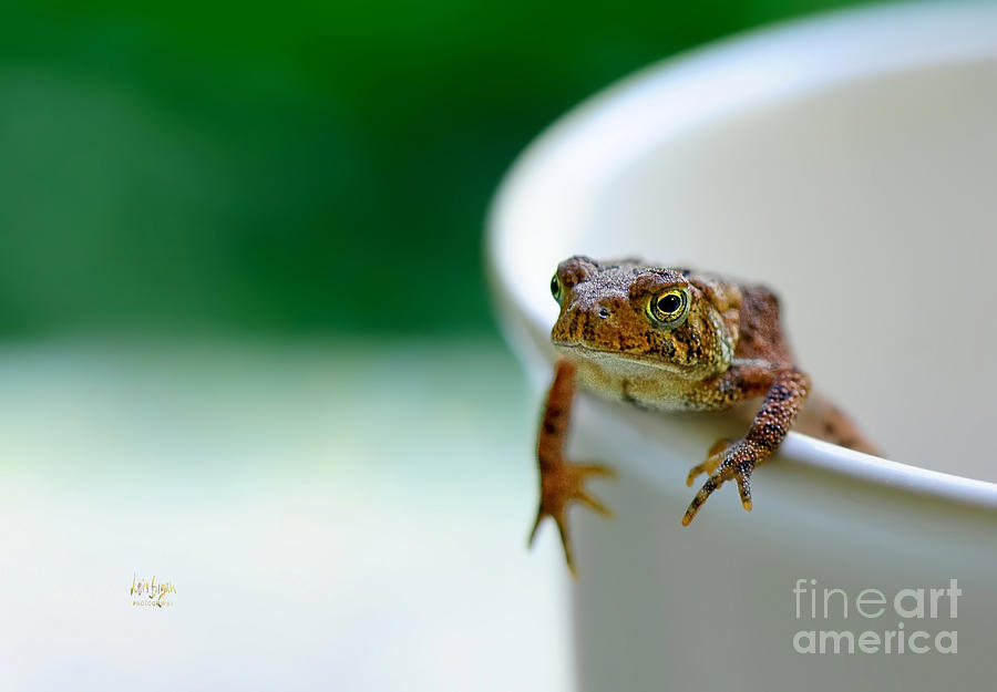 Frog Photograph - Somebody Needs Coffee by Lois Bryan