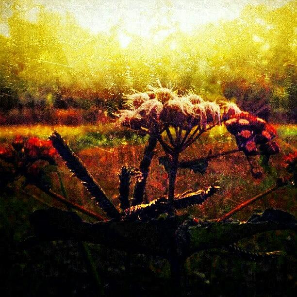 Something Different. Goodmorning Ig. :-) Photograph by Kat Carmean