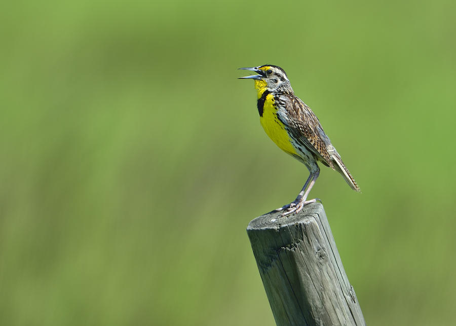 Song of an Eastern Meadowlark Photograph by Bill Dodsworth