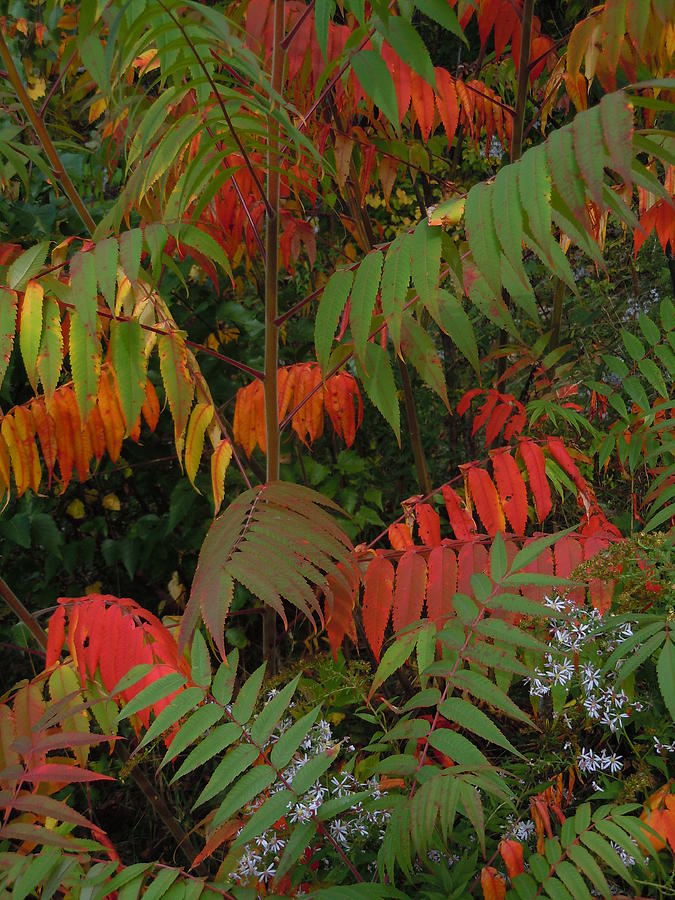 Song of Foliage Photograph by Nancy Griswold