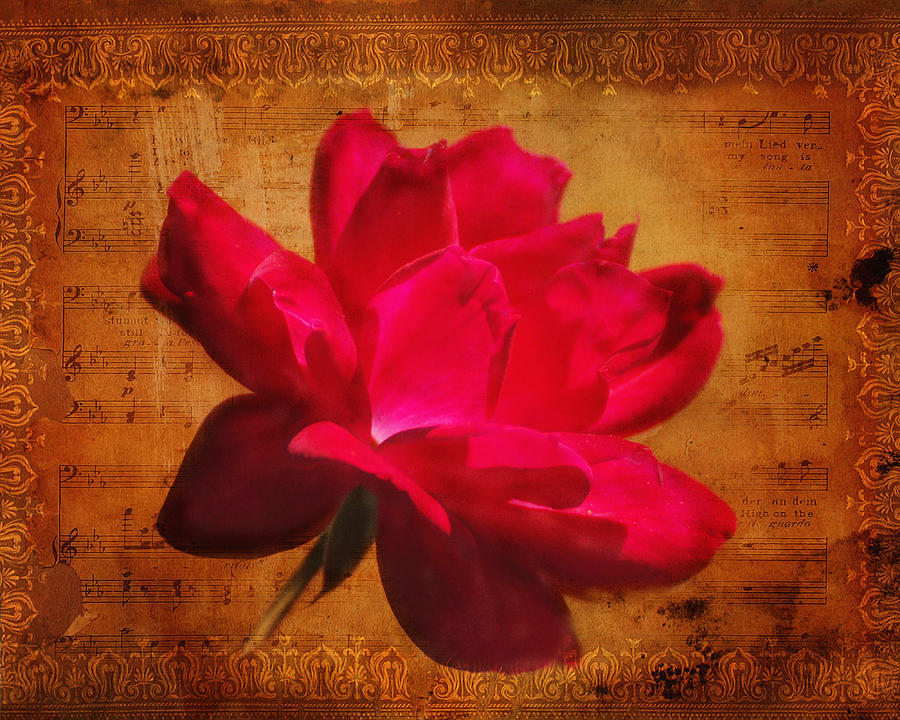 Song of the Last Rose Photograph by Jai Johnson