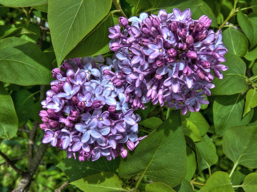 Song of the Lilac Photograph by William Fields