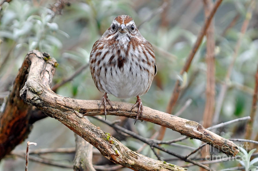 Song Sparrow Looking at You Photograph by Laura Mountainspring