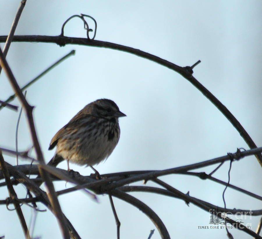 Song Sparrow Photograph by Ronald Grogan