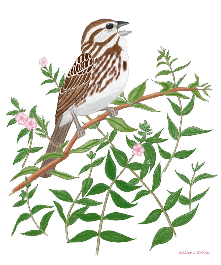 Song Sparrow Digital Art by Walter Colvin